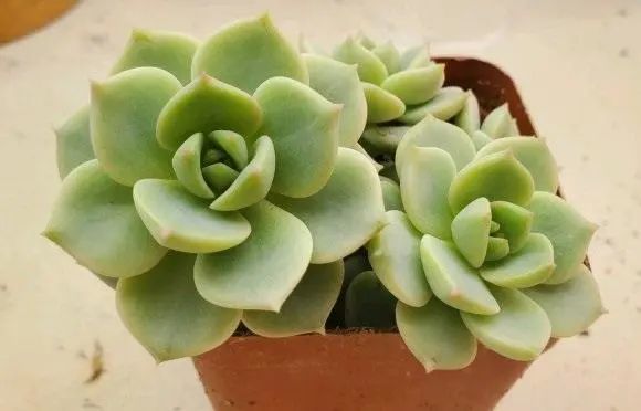 多肉长成 纯绿色 徒长15公分 2招可以弥补 徒长变老桩 腾讯新闻