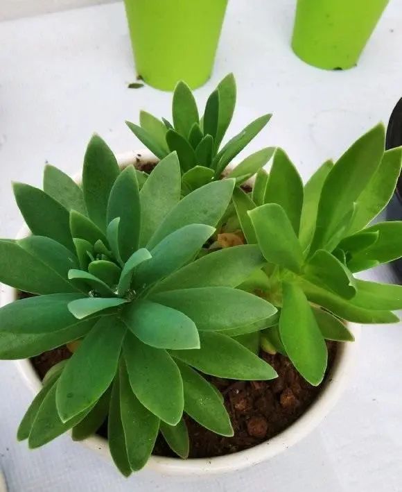 多肉长成 纯绿色 徒长15公分 2招可以弥补 徒长变老桩 多肉 徒长
