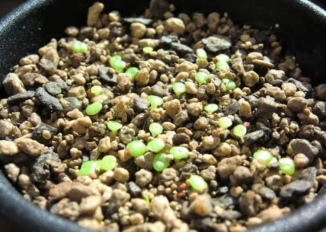 多肉植物播种通用技巧 买到好种子 保准能长出可爱的幼苗 多肉 育苗盆
