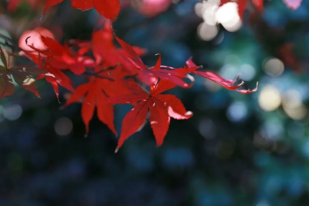 面朝大海|5首唯美的现代诗，寂静，清新