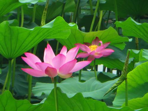 荷花|北洋时代的“莲花”，被成功复活，它和现代的莲花有何不同