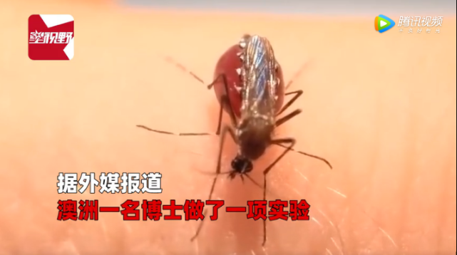 罕见蚊子趴在人体上吸血肚子撑爆数百万网友目睹全程看傻眼
