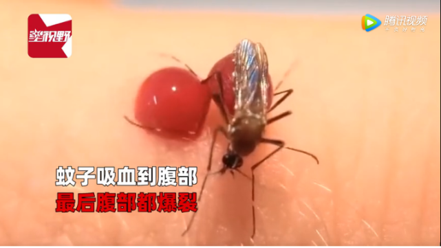 罕见蚊子趴在人体上吸血肚子撑爆数百万网友目睹全程看傻眼