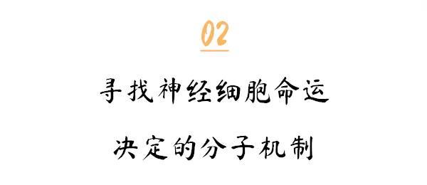 付向东|专访付向东教授：神经元再生疗法诞生始末