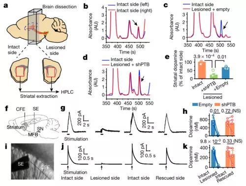 付向东|专访付向东教授：神经元再生疗法诞生始末