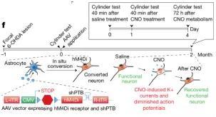 付向东|专访付向东教授：神经元再生疗法诞生始末