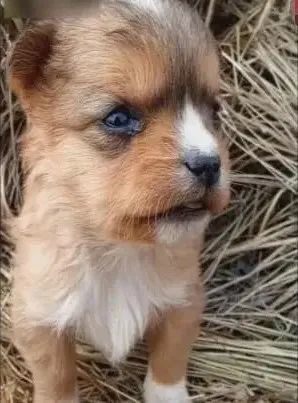 狗妈妈被偷走剩下可怜的四只小奶狗艰难度日