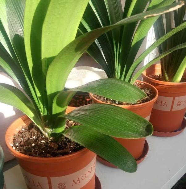 养花施肥效果适得其反该怎么办 学会正确用法 教你不再纠结 腾讯新闻