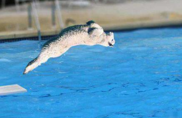 菲律宾灵魂炸鱼队经典跳水裁判都看懵了一致给出0分