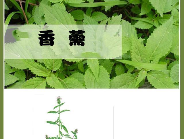 夏季感冒皆因暑湿加乘凉饮冷香薷饮的前世今生与加减应用