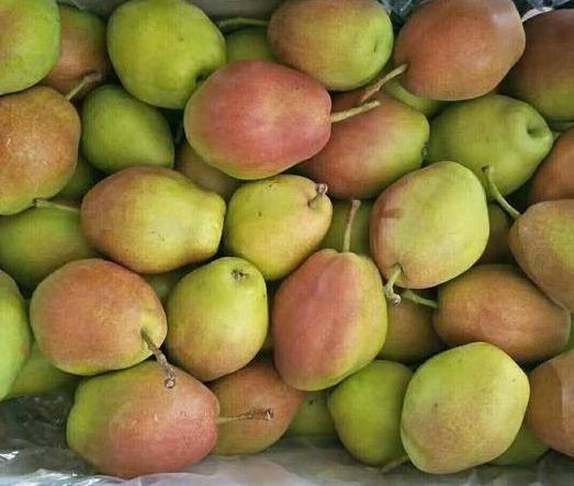 病虫害|高温天气，红香酥梨主要有以下四种病虫害需要防治，早看早知道