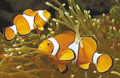 性成熟|这些动物 会转换性别