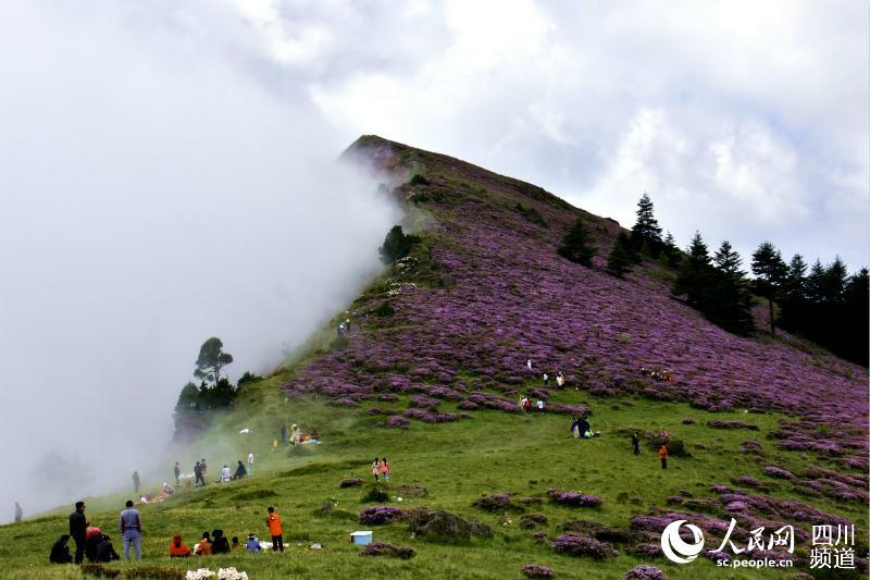 组图：四川凉山州 索玛花儿向阳开