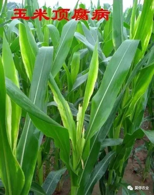 玉米|今年雨水较多，玉米顶腐病防治要趁早！