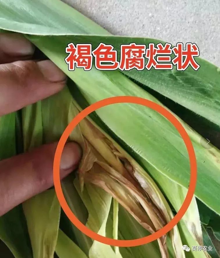 玉米|今年雨水较多，玉米顶腐病防治要趁早！