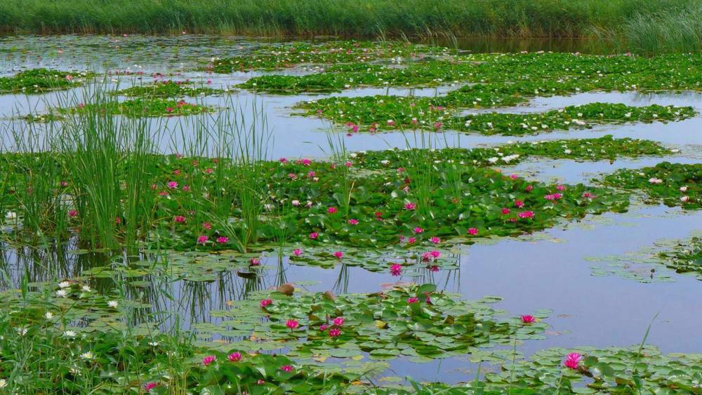 三峡大坝|长江下游多地受灾，三峡大坝为什么没有发挥防洪功能？
