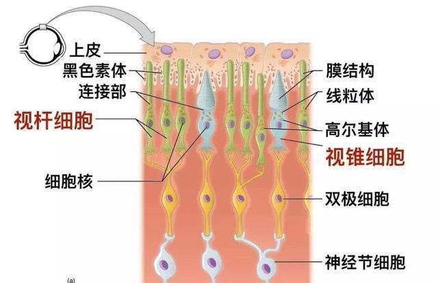 镜子|镜子究竟是什么颜色的？
