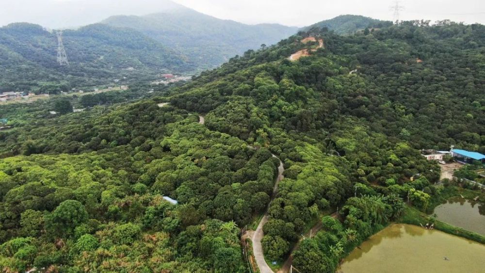 南面村位于东莞最高峰的银瓶山山脚,拥有秀丽的自然风光,在这优美的