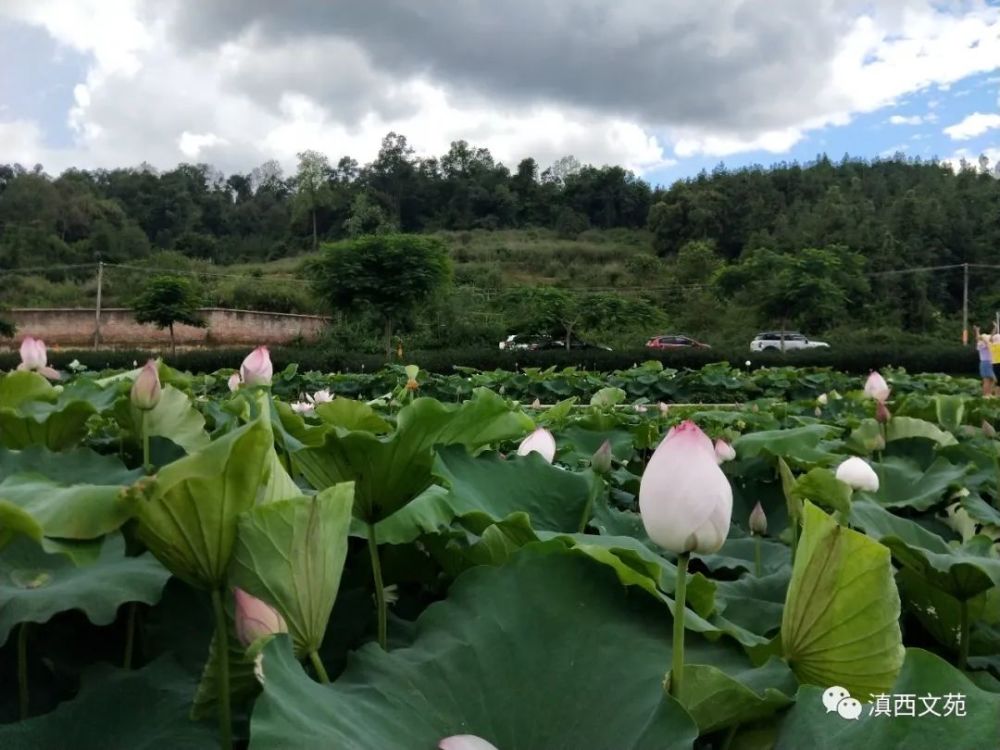 荷花|居宿淤泥尘不染，妾身洁净有谁知？