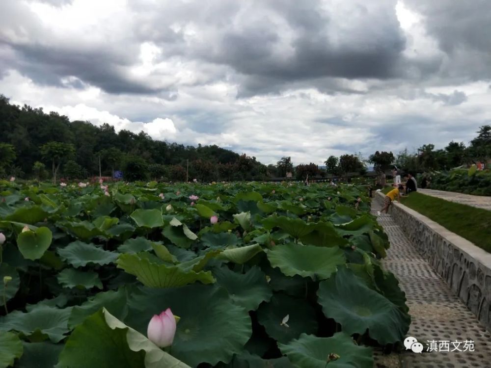 荷花|居宿淤泥尘不染，妾身洁净有谁知？