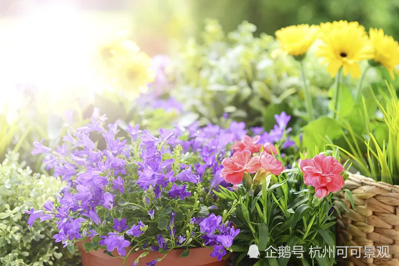 杭州花园设计 种植这些植物 打造花香四溢的花园 胜过看十里桃花 腾讯新闻