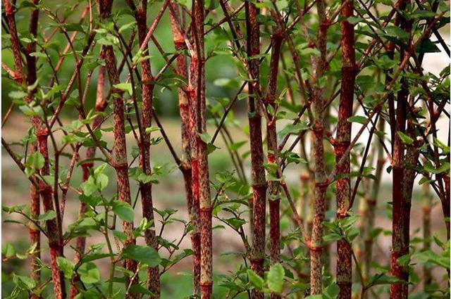 被称为虎杖,在我们农村不叫虎杖,一般称它是"花斑竹"或者"酸筒杆"等