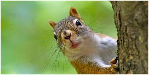 腺鼠疫|美媒：科罗拉多州一只松鼠腺鼠疫检测呈阳性