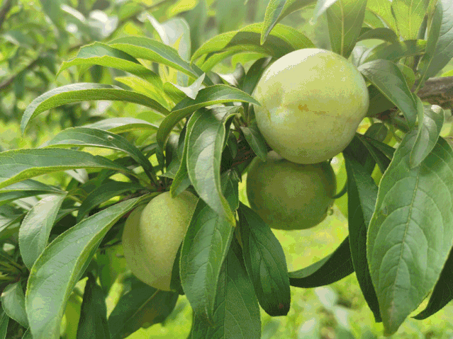 跨界中石油在曲尺乡为巫山脆李直播带货