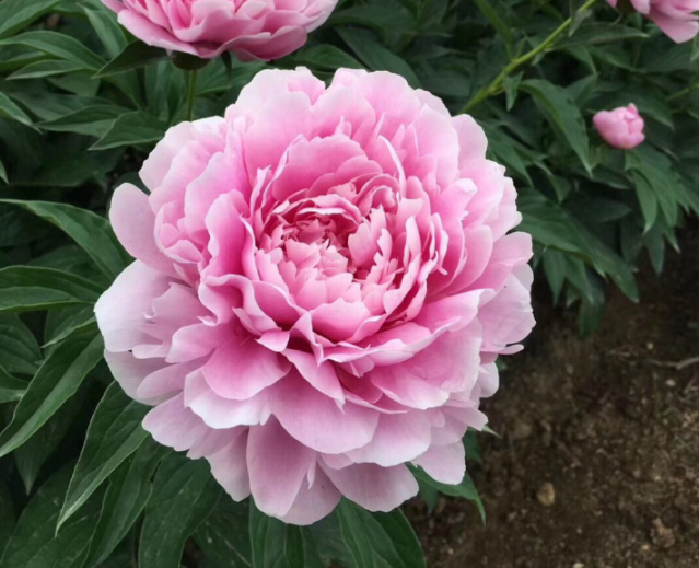 4种人间富贵花雍容典雅富贵逼人一眼就被吸引了