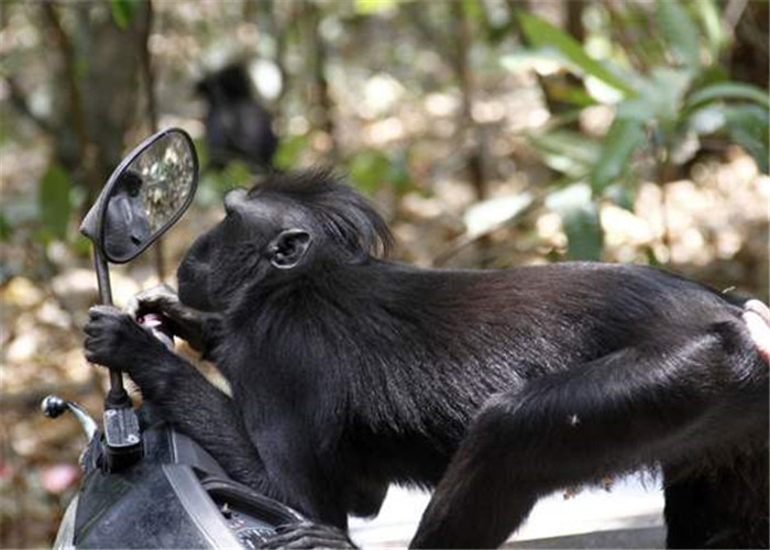 照镜子|为何照镜子比拍照片好看？科学家：里面的你，并不是真正的你！