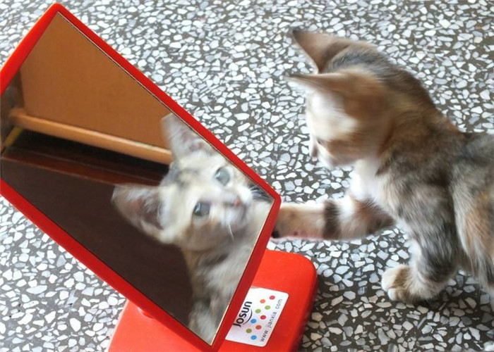 照镜子|为何照镜子比拍照片好看？科学家：里面的你，并不是真正的你！