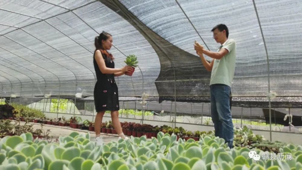 返乡创业大学生温珍演小小 多肉 敲开致富门 腾讯新闻