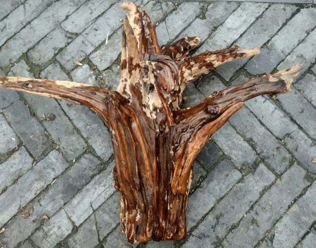 小孩在河中捞上来一个烂树根,用刀割开,没想到里面满满的惊喜_腾讯网