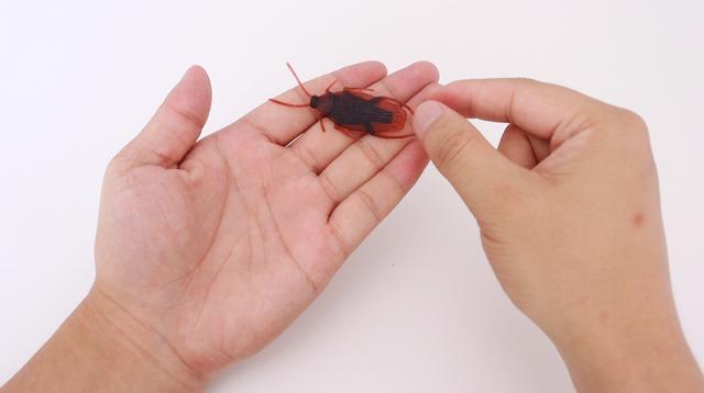 家里成为蟑螂窝不买蟑螂药简单一招家里一只蟑螂看不到