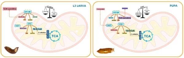 脂肪酸|科学家建立脂肪酸命运分析新方法