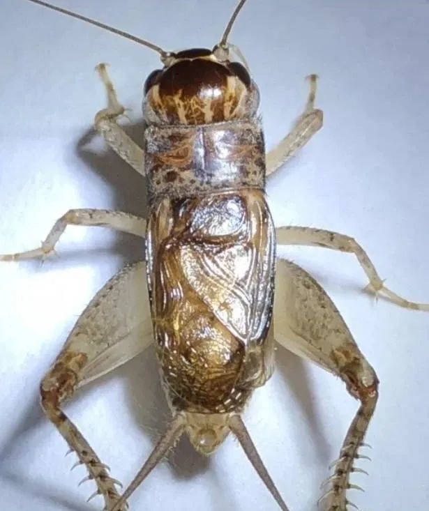 五路黄麻头蟋蟀