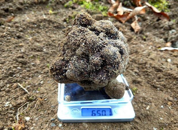 荒野维生野菜系列——印度块菌_腾讯新闻