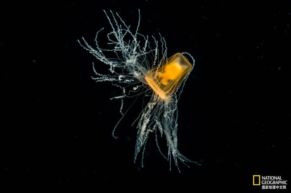 灯塔水母|水母，居然有毁灭人类世界的潜力？