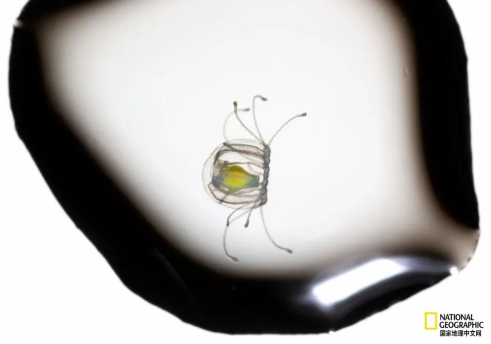 灯塔水母|水母，居然有毁灭人类世界的潜力？