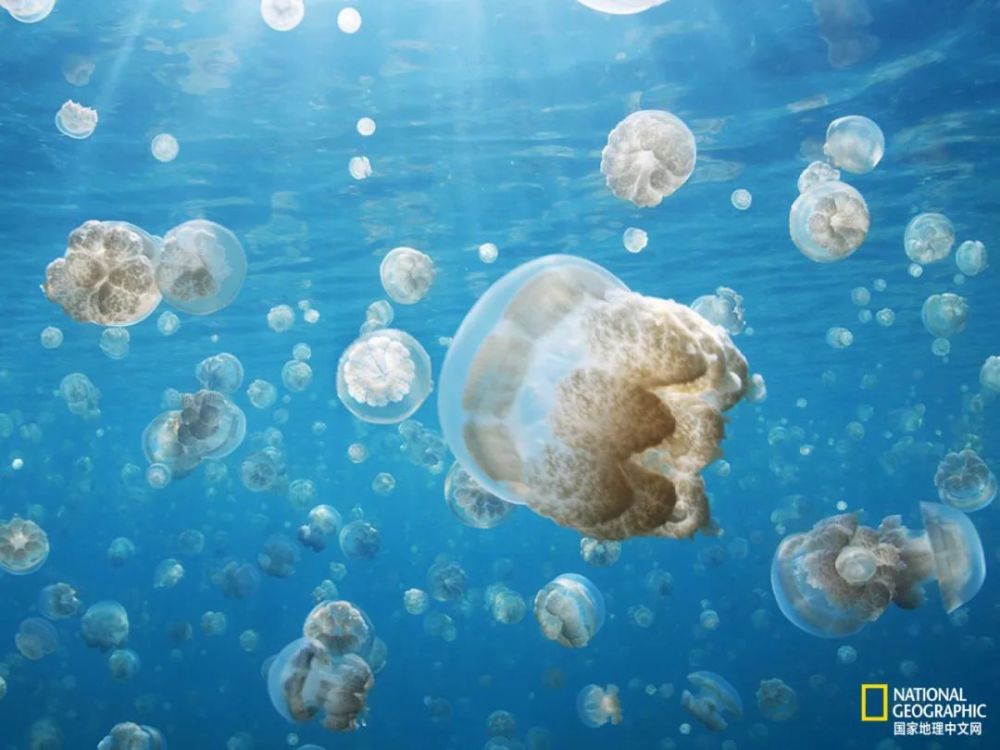 灯塔水母|水母，居然有毁灭人类世界的潜力？