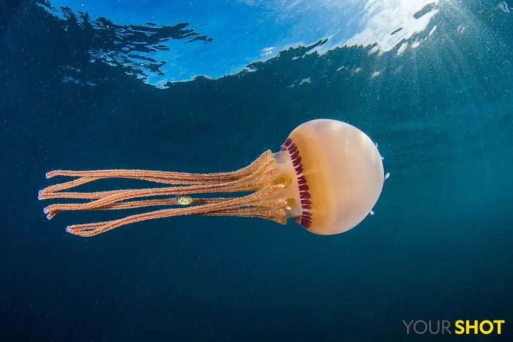 灯塔水母|水母，居然有毁灭人类世界的潜力？