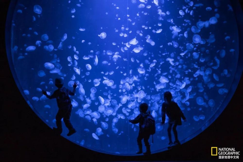 灯塔水母|水母，居然有毁灭人类世界的潜力？