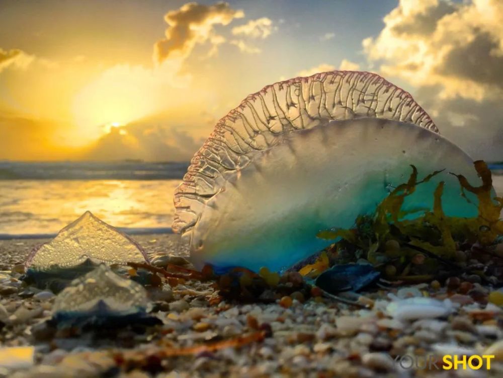 灯塔水母|水母，居然有毁灭人类世界的潜力？