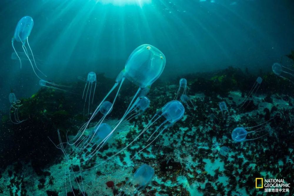 灯塔水母|水母，居然有毁灭人类世界的潜力？