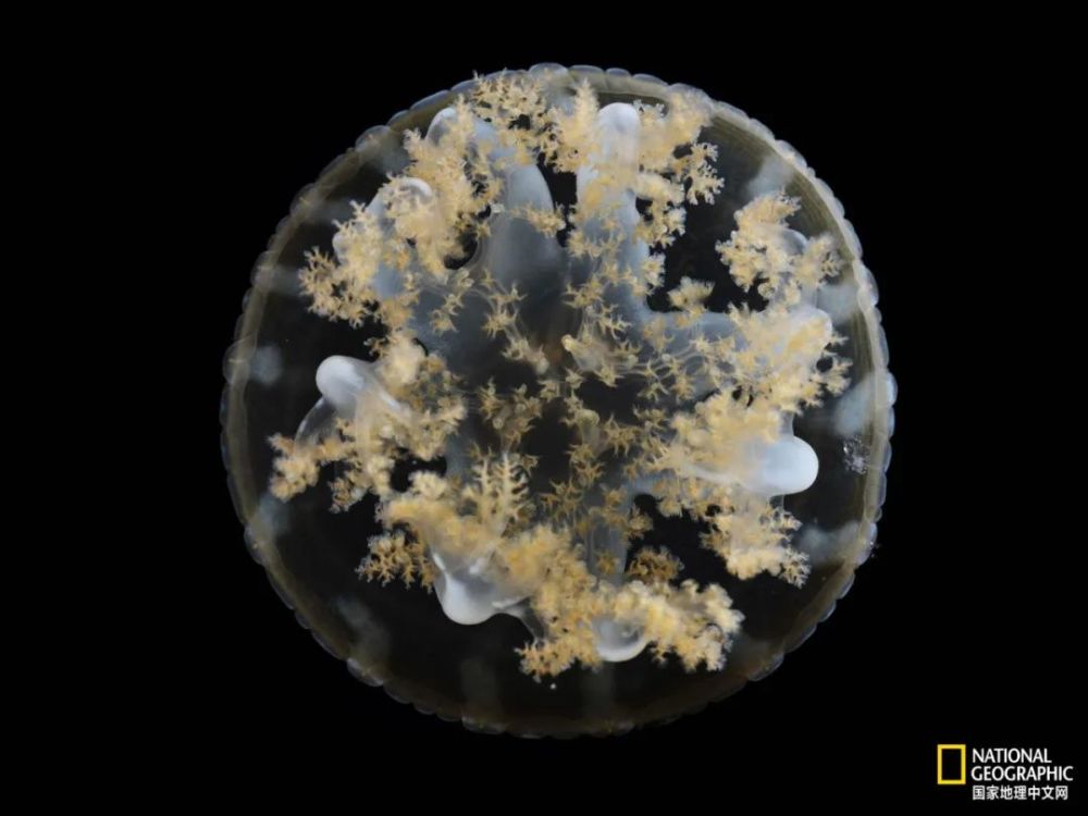 灯塔水母|水母，居然有毁灭人类世界的潜力？