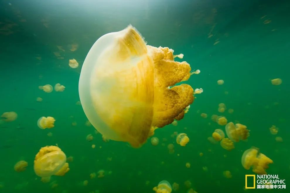 灯塔水母|水母，居然有毁灭人类世界的潜力？