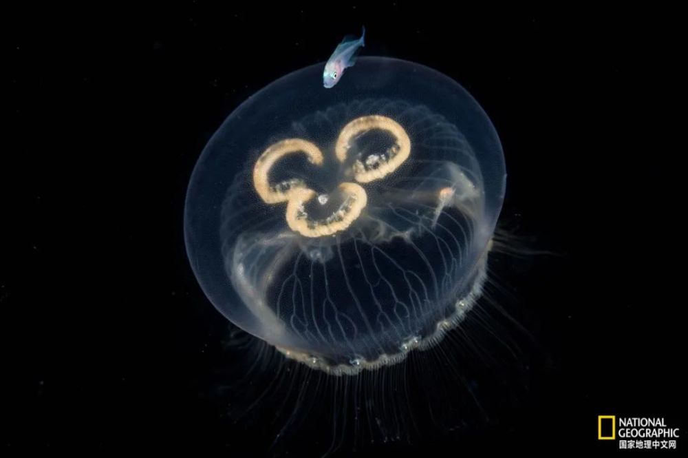 灯塔水母|水母，居然有毁灭人类世界的潜力？