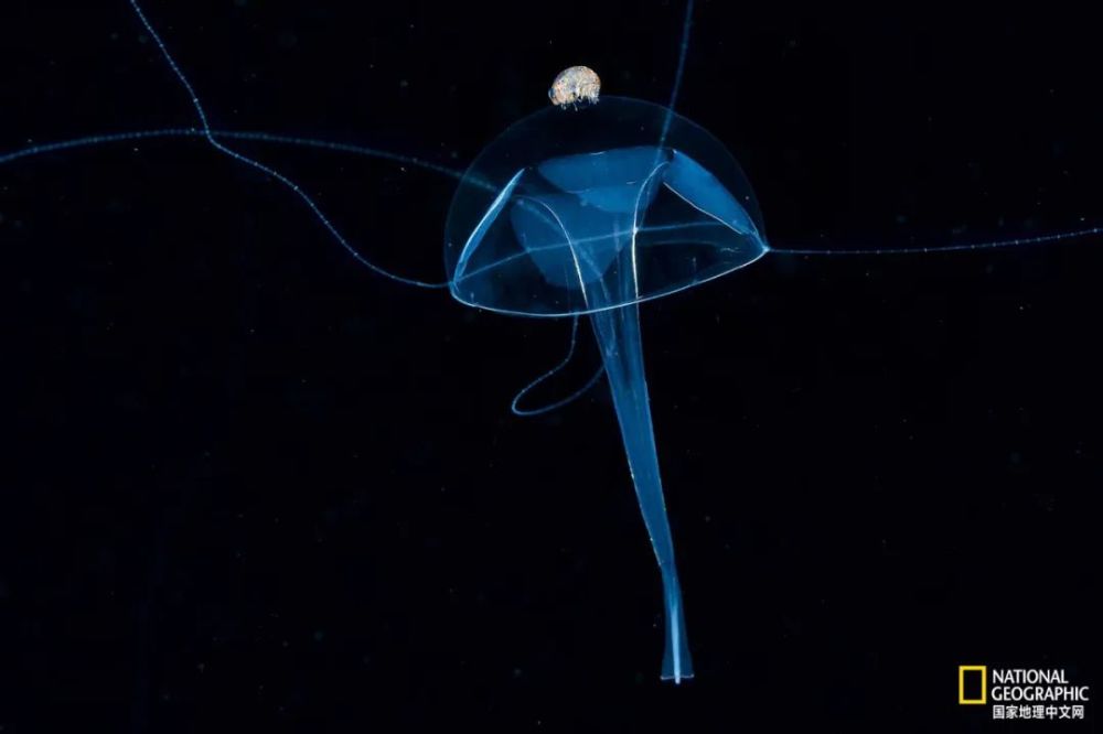 灯塔水母|水母，居然有毁灭人类世界的潜力？