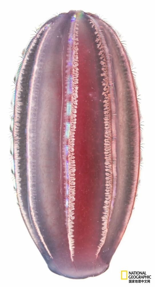 灯塔水母|水母，居然有毁灭人类世界的潜力？