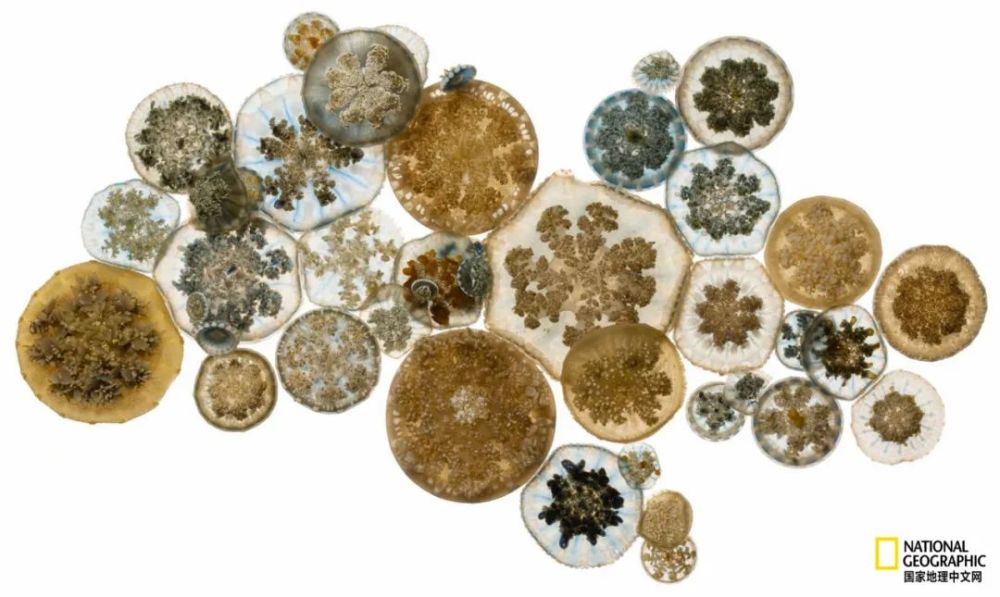 灯塔水母|水母，居然有毁灭人类世界的潜力？